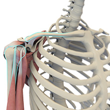 Normal Anatomy of the Shoulder Joint