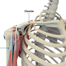 Normal Anatomy of the Shoulder Joint